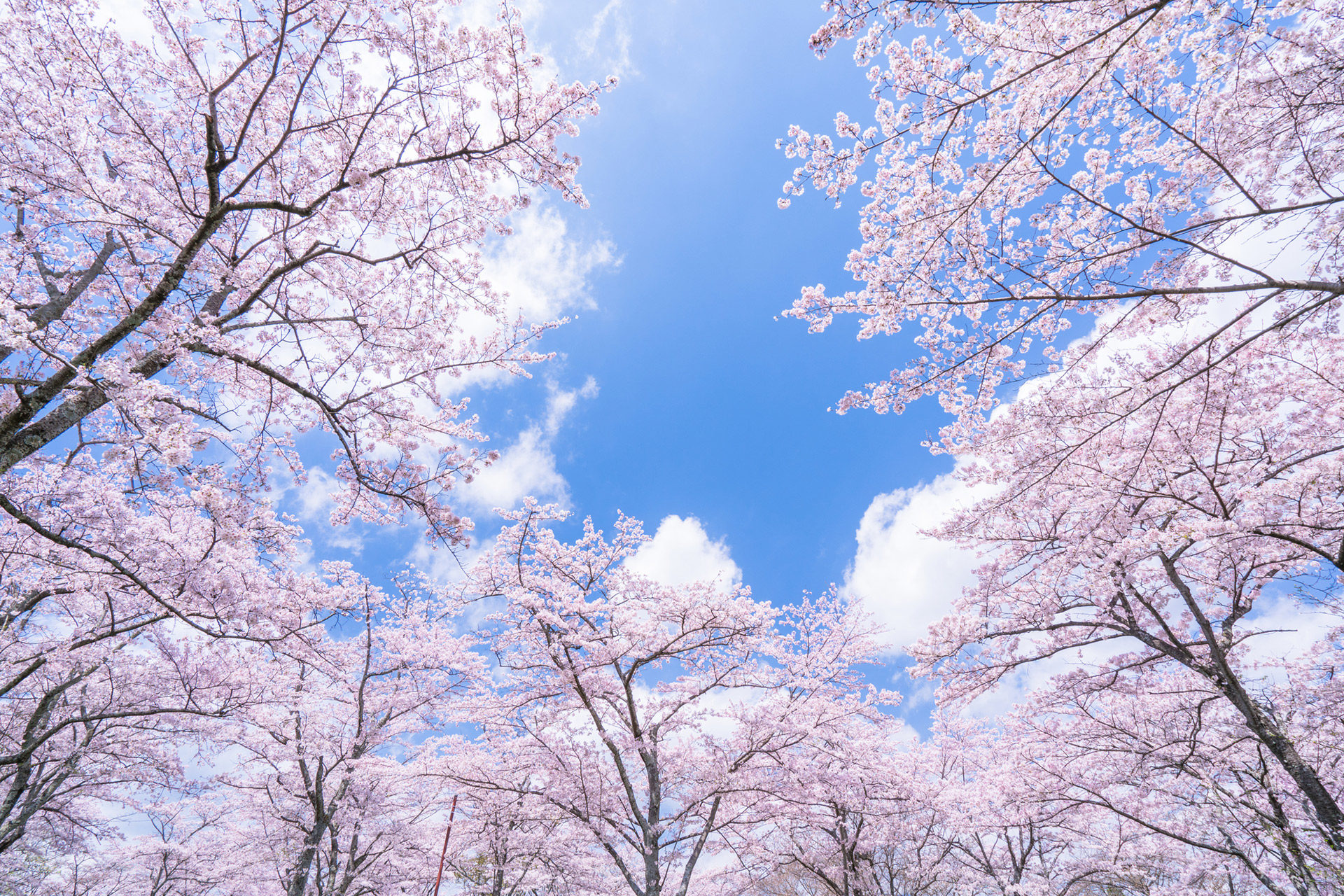 淮北朝阳医院预约挂号平台_淮北市朝阳医院电话号码_淮北朝阳医院