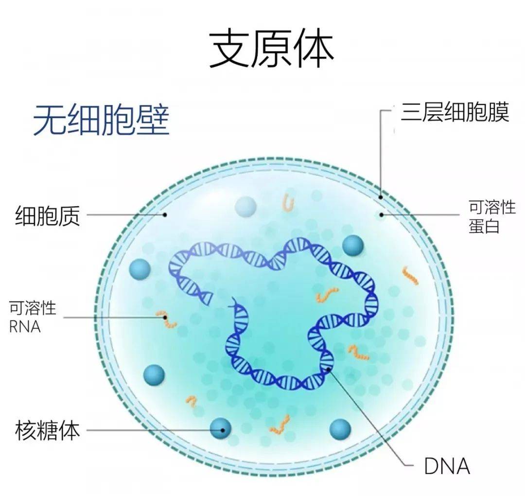 肺炎白痰变黄痰咋回事_肺炎白痰多_肺炎吐白痰