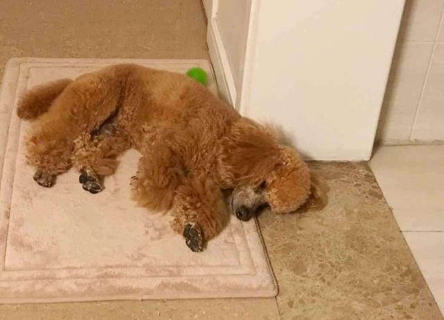 肛门失禁的症状_肛门症状失禁怎么回事_肛门失禁是怎么回事