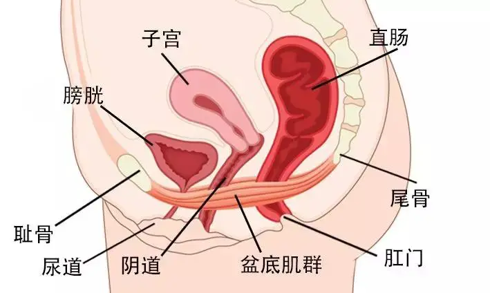 肛门症状失禁的原因_肛门失禁的症状_肛门症状失禁怎么治疗