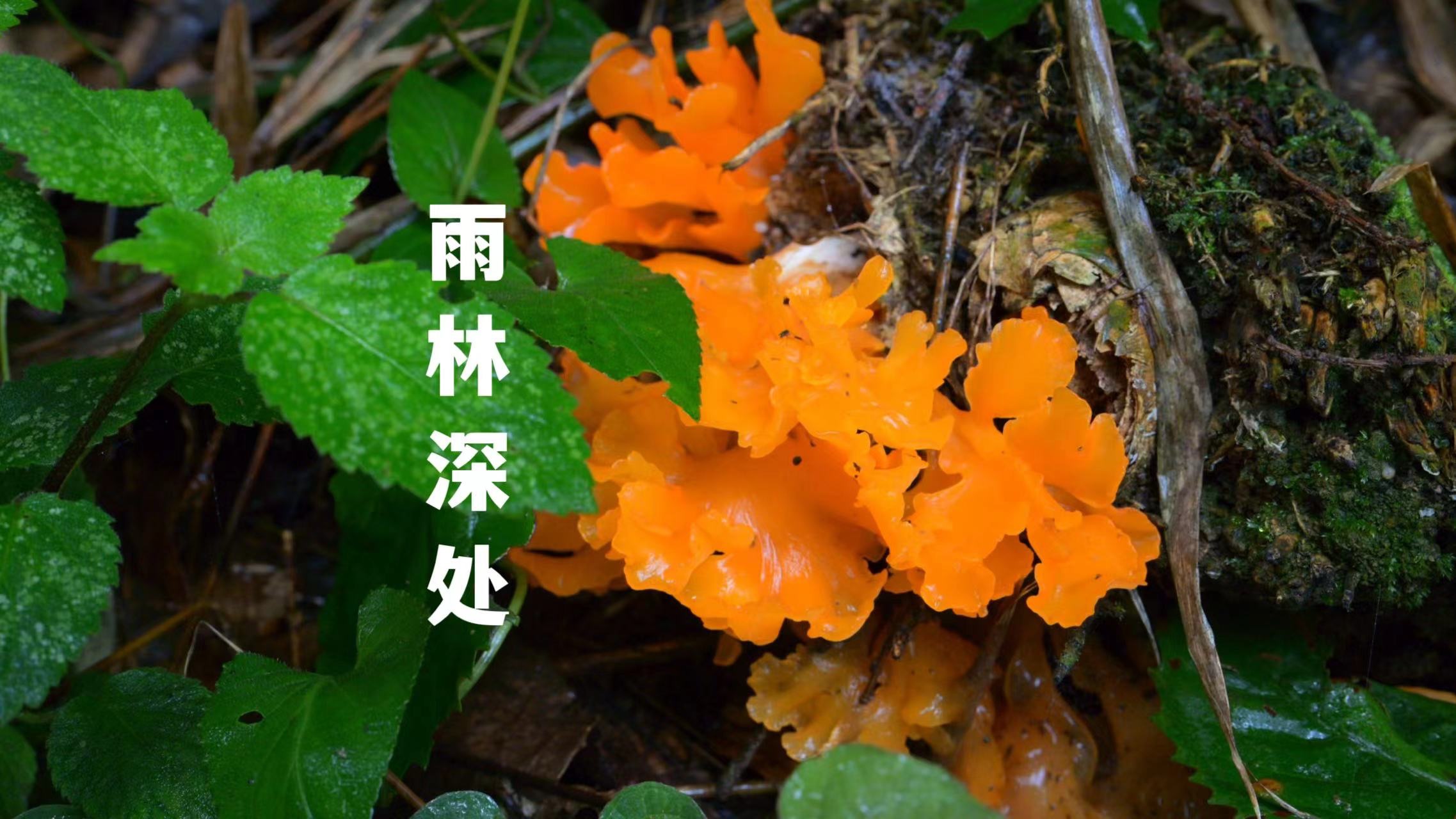 雨林风盘u盘安装教程_雨林风u盘一键装机教程_雨林风盘u盘安装系统