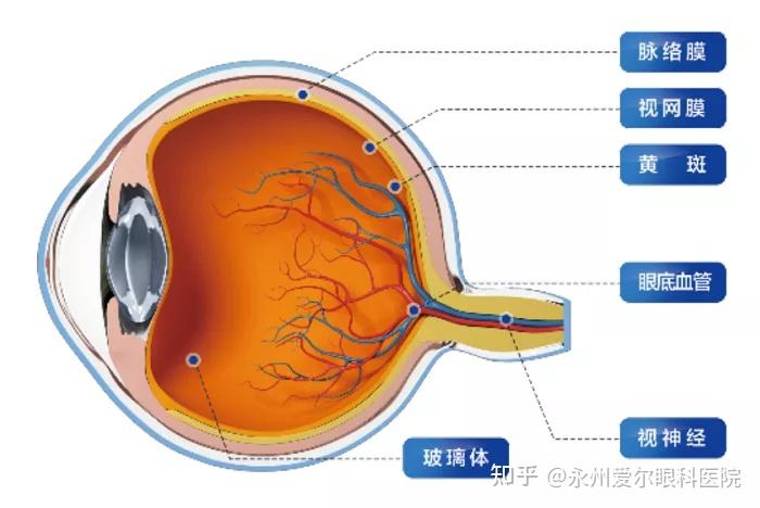 新生儿白眼球发蓝_眼球新生儿白发蓝正常吗_新生儿白眼珠发蓝