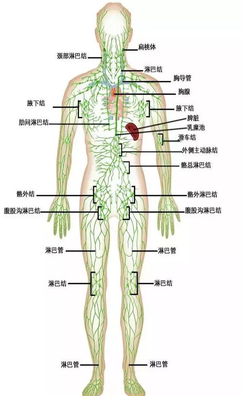 8种人体系统,人体系统八大系统