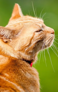 猫咪照片安卓系统,打造萌态猫娘图片生成攻略